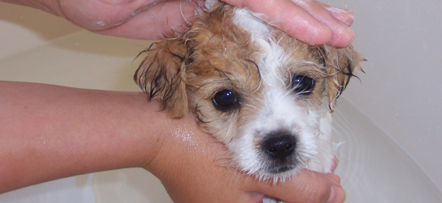 Bañar a perro cachorro