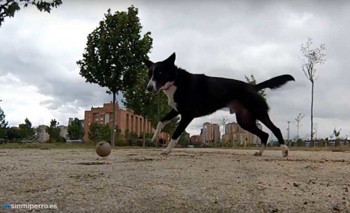 Jugar con nuestro perro a la pelota