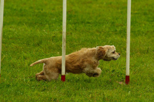 perro haciendo agility